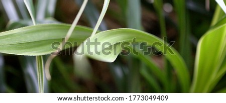 Green nature background long leafs