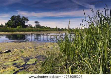 A beautiful sunny day in rural Ontario wetlands with lily pads and blue skies.