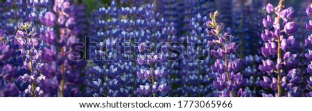Blue lupins are blooming in the meadow, panorama banner background wallpaper. Blooming wildflowers in summer bloom.