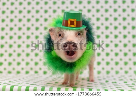 Saint Patrick's Day Pet Pig Royalty-Free Stock Photo #1773066455
