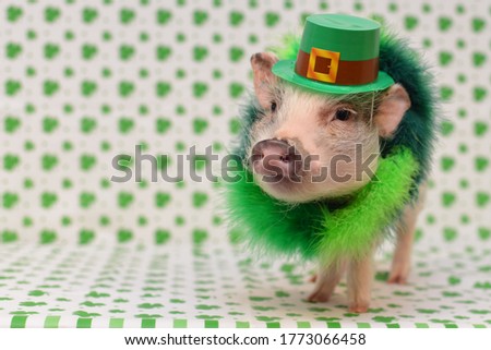Saint Patrick's Day Pet Pig Royalty-Free Stock Photo #1773066458