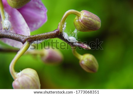 macro closeup of an unusual insect larvae pest of a orchid mealy bug Pseudococcus, Planococcus, Phenacoccus, and Dysmicoccus Pseudococcidae mealybug on an purple Phalaenopsis plant  Royalty-Free Stock Photo #1773068351