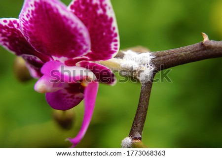 macro closeup of an unusual insect larvae pest of a orchid mealy bug Pseudococcus, Planococcus, Phenacoccus, and Dysmicoccus Pseudococcidae mealybug on an purple Phalaenopsis plant  Royalty-Free Stock Photo #1773068363