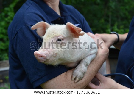 Piglet being seen by veterinarians Royalty-Free Stock Photo #1773068651