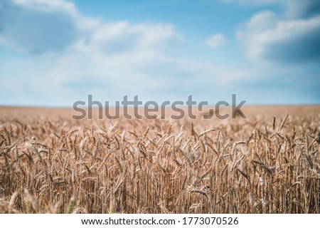 Grain field landscape. Summer grain field. Blue sky in background.