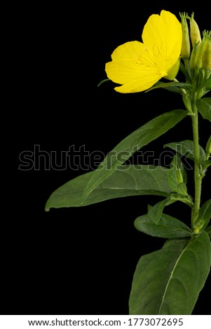 Flower of yellow Evening Primrose, lat. Oenothera, isolated on black background