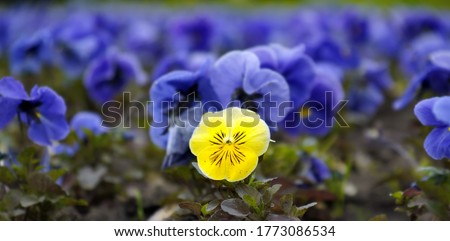 yellow pansies in the blurry sea of blue flowers.