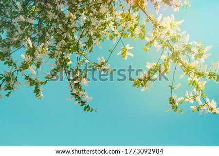 The Birdcherry tree blooms in the garden on a sunny day. Beautiful white flowers against the background of the blue sky in spring. Natural background, de focused