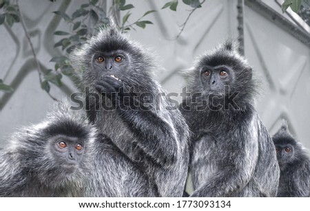 Portrait of a group of silver monkeys