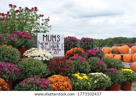 country farm stand mums and pumpkins fall fun activities autumn fest Royalty-Free Stock Photo #1773102437
