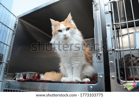 Cat waiting to be adopted Royalty-Free Stock Photo #1773103775