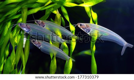 flock of glass catfish Royalty-Free Stock Photo #177310379
