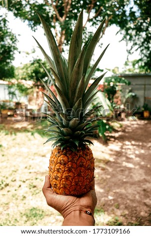 Hand with bracelet holding a pineapple in the middle of summer