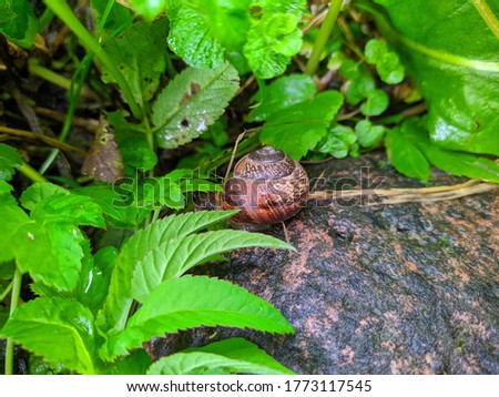 snail on a stone near green leaves in the daytime