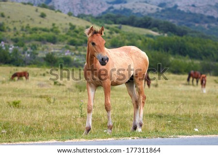 a series of pictures with horses in the field, on the nature 