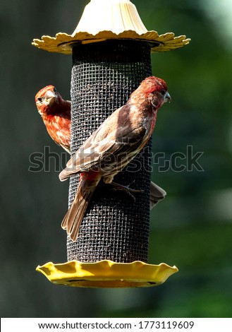 Two House Finches climb on the outside of  Finch Feeder Royalty-Free Stock Photo #1773119609