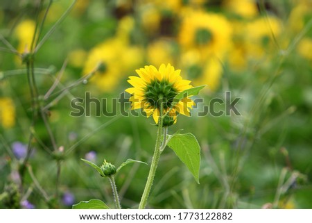 sunflower blooms in a city park in Israel