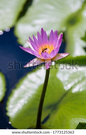 Pink lotus flower in the basin