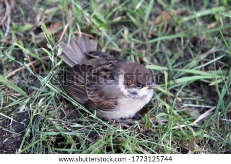 Photo of a background with a sparrow chick on the grass.
