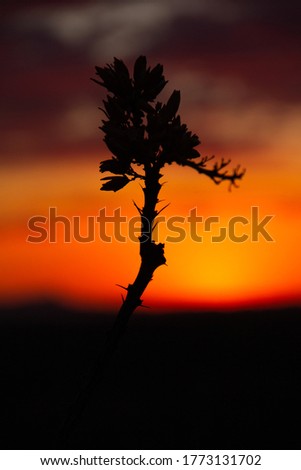 ocotillo cactus flowers silhouetted in front an orange Arizona sunset
