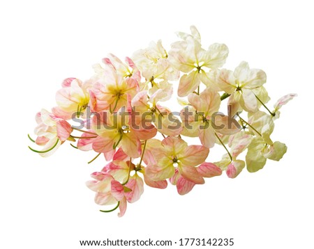 Cassia bakeriana,(Cassia x nealiae H.S. lrwin & Barnebe), (FABACEAE) pinkish white flowers isolated on white background.