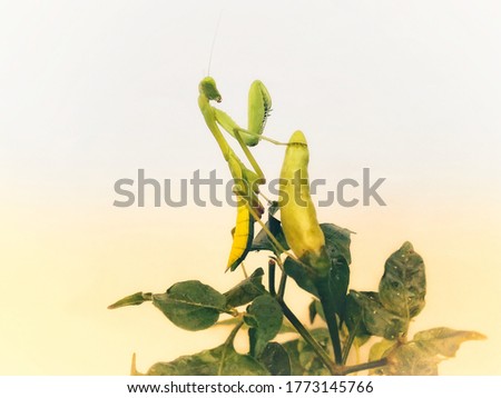 A photo of grasshopper sentadu and small green chillies on a paper background
