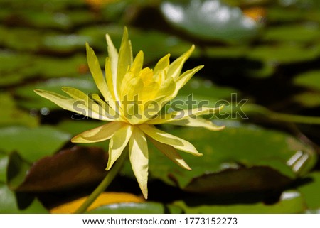 Water lily in Botanical Garden Thays in Buenos Aires, Argentina