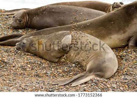 Southern Elephant seals, Mirounga leonina, resting on the beach. in Caleta Valdes in Patagonia Argentina