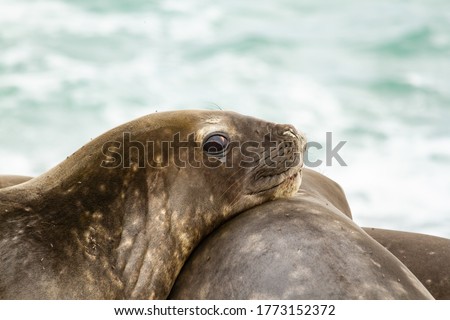 Southern Elephant seals, Mirounga leonina, resting on the beach. in Caleta Valdes in Patagonia Argentina
