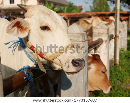 Some cows (sapi) in the traditional animal market in preparation for the Eid al-Adha day Royalty-Free Stock Photo #1773157607