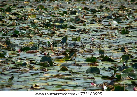 Abstract landscape asian Lotus grows in the lake at Thailand