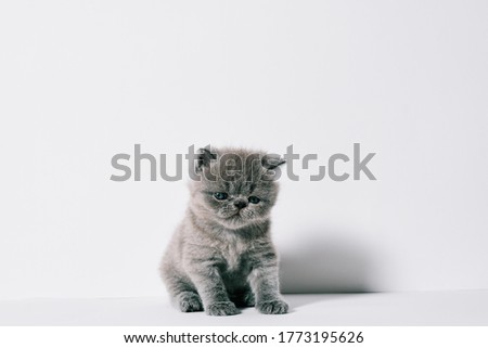 one month old small little grey exotic cat in isolated white background