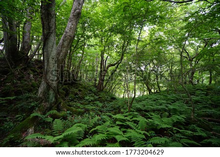 ferns and old trees in a beautiful summer forest Royalty-Free Stock Photo #1773204629