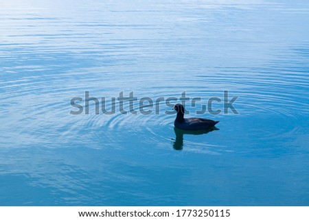 A duck is swimming slowly in the beautiful blue lake which it shadow reflect on the water and the sunlight shine on the surface looks so peaceful. Animal picture with copy space.