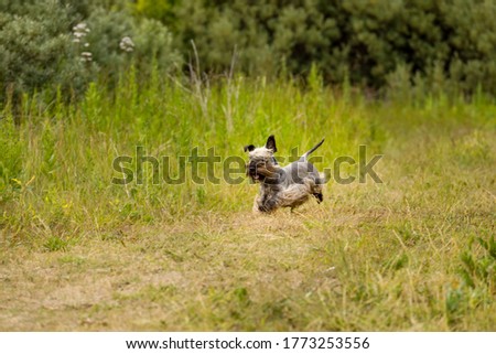 Czech Terrier hovering in the grass Royalty-Free Stock Photo #1773253556