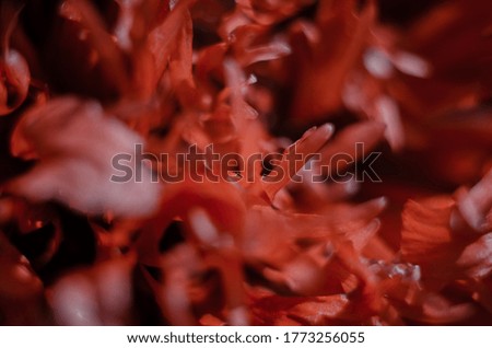 decorative poppy flower texture in macro