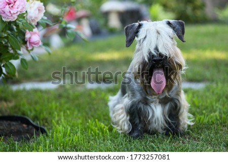 Czech Terrier sitting in the summer Royalty-Free Stock Photo #1773257081
