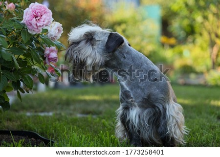 The Cesky Terrier sniffs roses Royalty-Free Stock Photo #1773258401