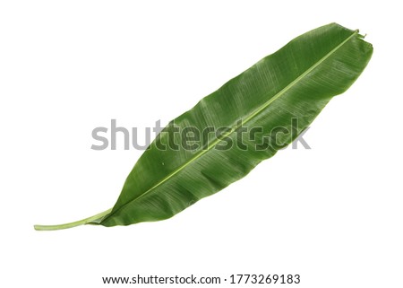 Banana leaves can be used to wrap desserts or savory dishes. On a white background