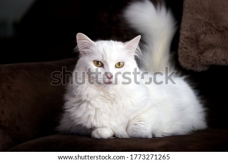 Turkish white angora cat in the living room lying on the couch, brown background Royalty-Free Stock Photo #1773271265