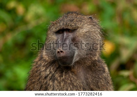 baboon portrait serengeti tanzania africa