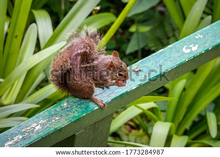 View from above of a cute squirrel eating a fruit on a green wooden railing, Itatiaia, Rio de Janeiro, Brazil