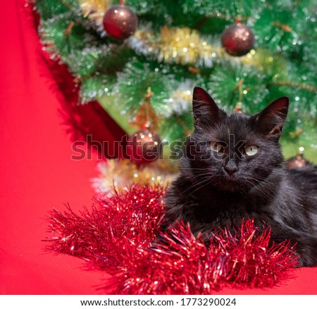 New year greeting card. Funny black cat in a Santa Claus costume on a red background with a decorated Christmas tree. Space for text. Square
