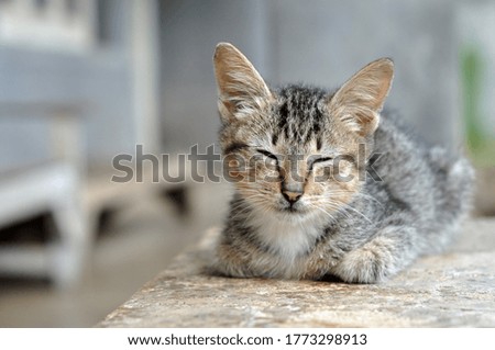 Young Domestic Cat Kitty Stock Photo Image