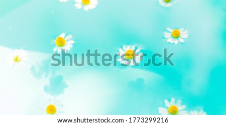 Little wild daisies with yellow center floating on the blue bubble paradise water. Shadow from flowers on bottom. Free copy space. Top view, macro shoot