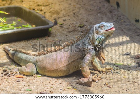 Cute green iguana (Iguana iguana), also known as the American iguana, is a large, arboreal, mostly herbivorous species of lizard