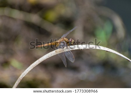 dragon fly resting on the plastic rope 