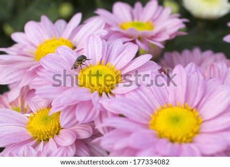beauty color chrysanthemum flowers close up.