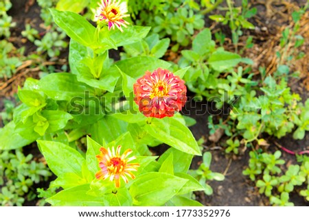Red flower in the garden in summer Ukraine