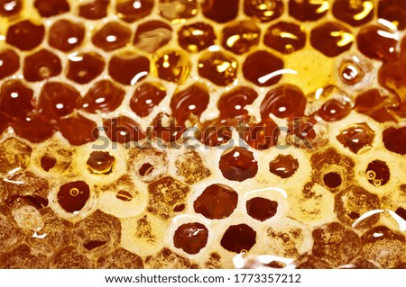 Honey. Honeycomb with honey in closeup. Macro
